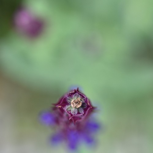 Nikon micro nikkor - micro-nikkor, ai-s
